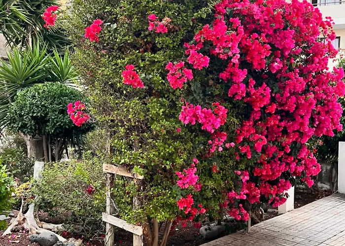Buganvilla Garden